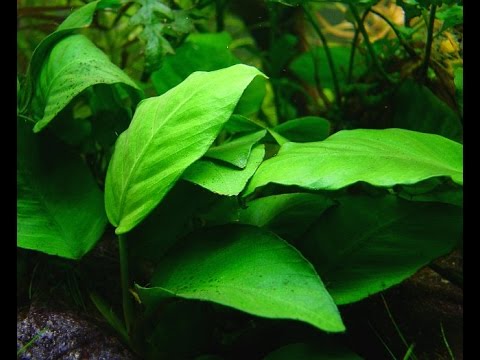 Anubias barteri var. barteri "Broadleaved Anubias" Care and Info