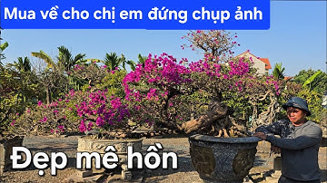 Mua cây này về cho chị em đến chụp ảnh thì đẹp thôi rồi !.