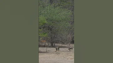 Never Before Seen Warthog Eats Impala 
