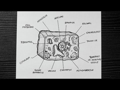 Diagram of Plant Cell || How To Draw Plant Cell Easy Step By Step || Plant Cell Diagram