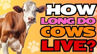 How Long Do Cows Live?🐮🕰️