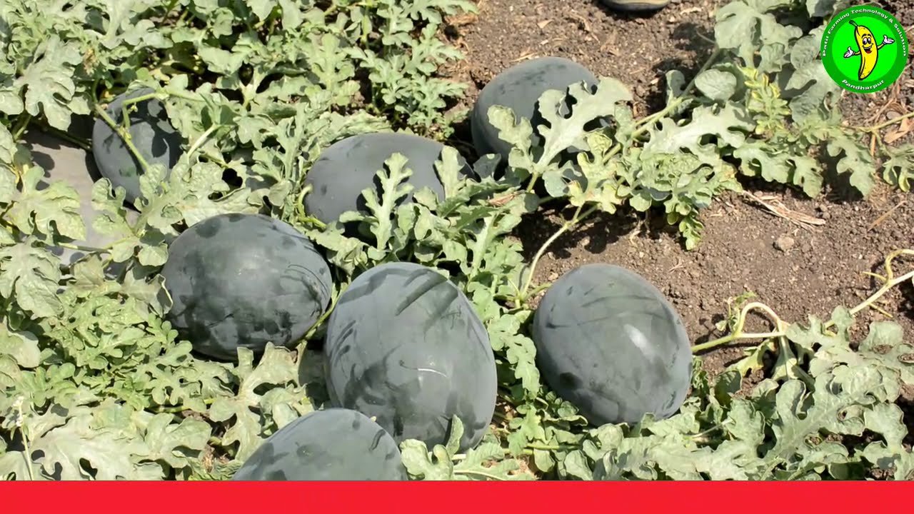 BANANA HOUSE कलिंगड यशोगाथा कलिंगड लागवड माहिती मुलाखत | Vikram Sawant #banana_house