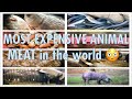 LUDONG at PALOS PINAKA MAHAL NA ISDA | MOST EXPENSIVE ANIMAL MEAT IN THE World