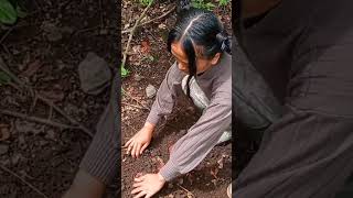 menggali ubi ungu ditengah kebun