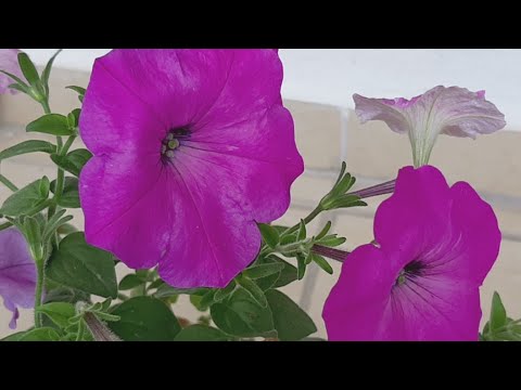 Video: Petunya Tohumlu Bitkileri Başlatmak - Tohumdan Petunya Yetiştirmek İçin İpuçları
