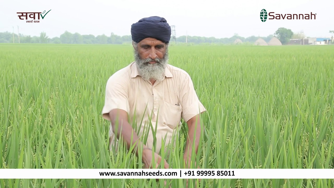 Haryana Farmer Testimonial | Sava Smart Rice 127 - YouTube