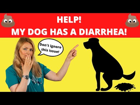 Video: Ask The Vet: Why Does My Dog Mount? Is er iets dat ik kan doen om het te stoppen?