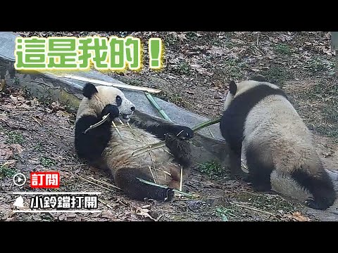 《熊貓早晚安》休想順手牽“竹”！看本熊護食大招 | iPanda熊貓頻道