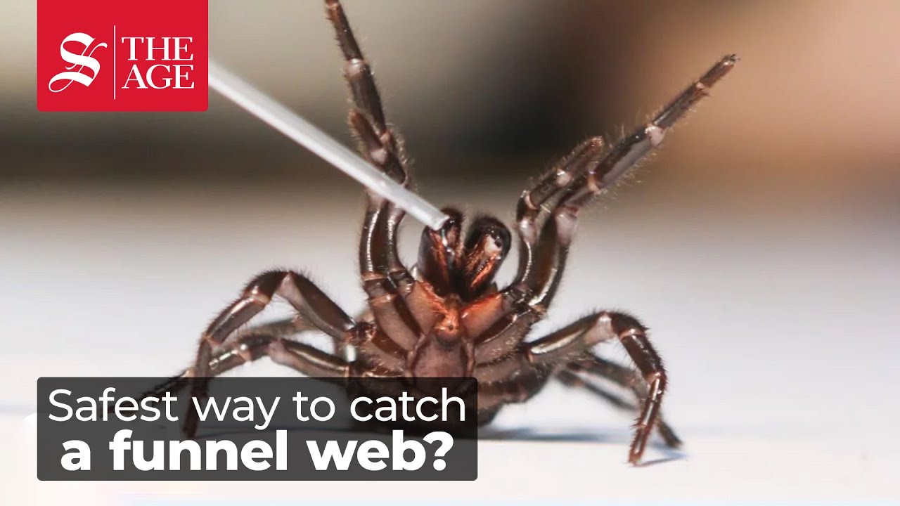 How To Catch A Funnel Web Spider Youtube