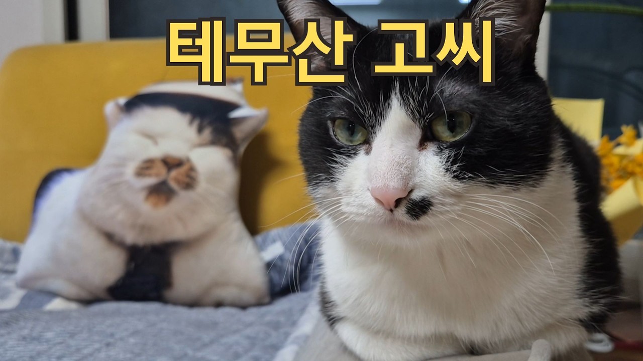 파격적인 비주얼의 테무산 고씨 쿠션