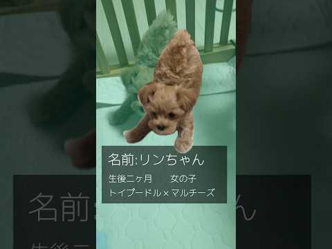 トイプードルとマルチーズのミックスの女の子が家族になりました　#トイプードル ＃マルチーズ #犬のいる生活 #こいぬ #dog #puppy