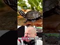 #jynxzi #storytime #chatgpt #bernard #turtle