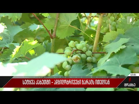 სეტყვა კახეთში - ადგილობრივები ზარალს ითვლიან