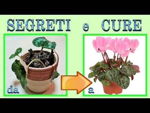 cyclamen, secrets and care for beautiful plants