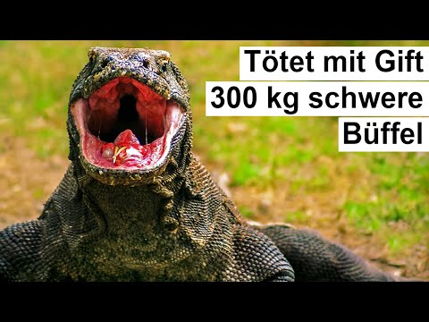 Video: Können Komodowarane Menschen fressen?