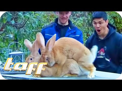 Video: Brasilianisches Kaninchen