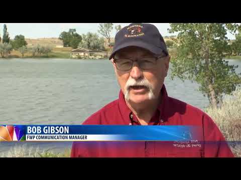 Thousands of birds found dead near Molt from hail storm