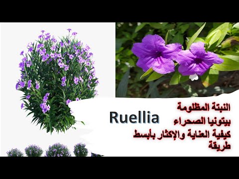 بيتونيا الصحراء أجمل وأسهل نباتات الزينة ومزهرة طوال العام كيف نحصل عليها بأسهل الطرق
