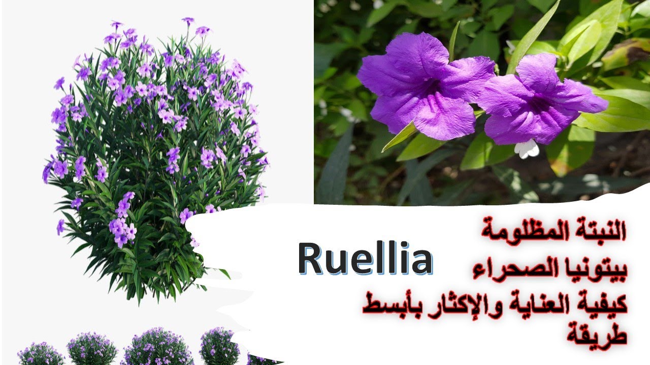 بيتونيا الصحراء 😍 أجمل وأسهل نباتات الزينة ومزهرة طوال العام كيف نحصل ...