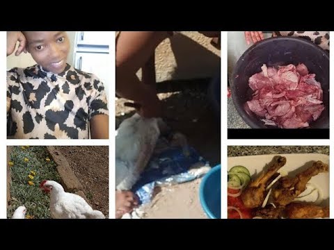 Vlog :How to slaughter and process chicken at home step by step/ #chickenrecipe  #chicken