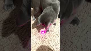 Shaolin Meowin Kung Fu Kitty #cat #russianblue #funny #cute #catvideos