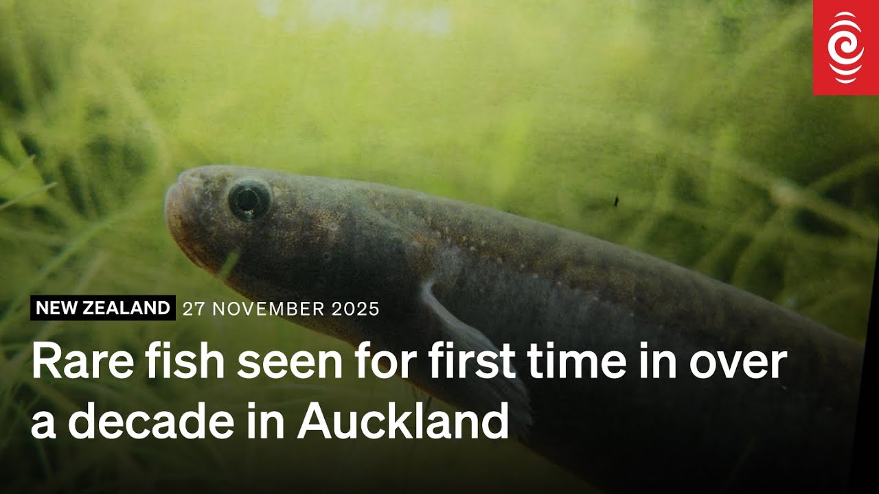 Rare fish seen for first time in over a decade in Auckland | RNZ