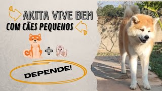 CÃES PEQUENOS E AKITAS | CONVIVÊNCIA | SOCIALIZAÇÃO by Akita Inu Canil Hidetaka's 1,147 views 1 year ago 16 minutes