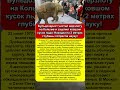 Нашел в мерзлоте Колымы целого мамонтенка возрастом 40 000 лет обычным ковшом! ❄️