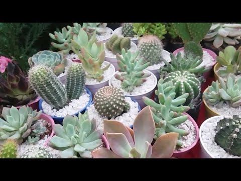 Video: Indoor cacti: mga uri, pangalan, larawan