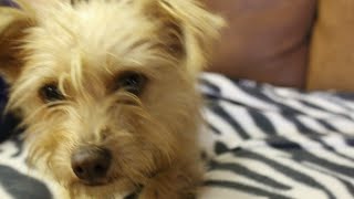Mix 94 1 Pet of the Week Meet Tucker