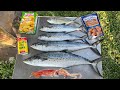 Squid and Spanish Mackerel Catch n&#39; Cook on a Florida Pier!