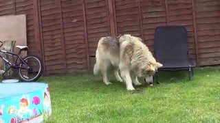 Timber wolf vs king Alaskan malamute playing