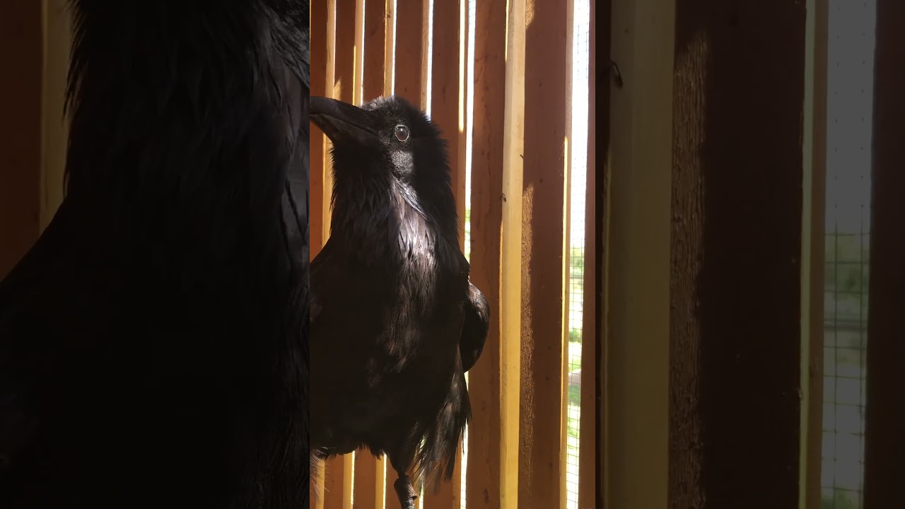 Conversation with Jack Black the Raven