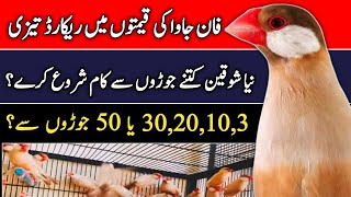 Celebrity How To Start A Profitable Java Sparrow Business | Fawn Java Business Tips | Mini Zoo Birds  Profile