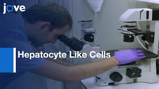 Hepatocyte Like Cells Production From Pluripotent Stem Cells Protocol Preview