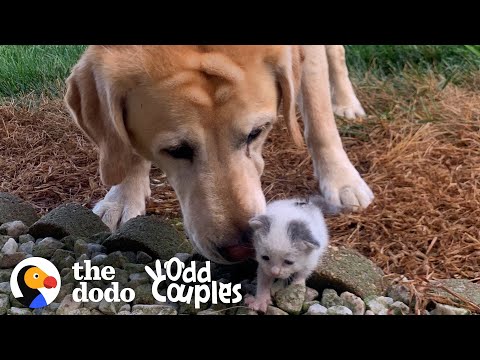 Tiniest Kitten Grows Up Pouncing On Her 115-Pound Lab Brother | The Dodo Odd Couples