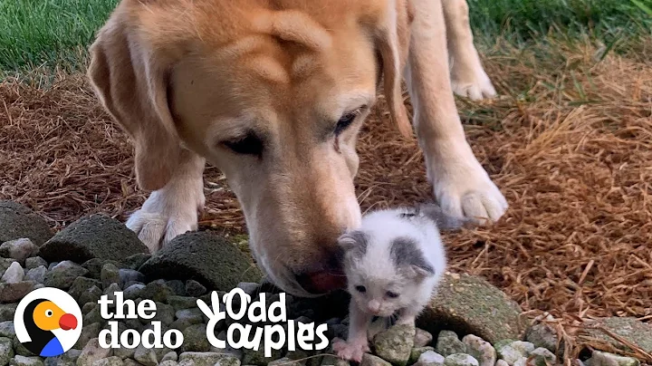 Tiniest Kitten Grows Up Pouncing On Her 115-Pound Lab Brother | The Dodo Odd Couples