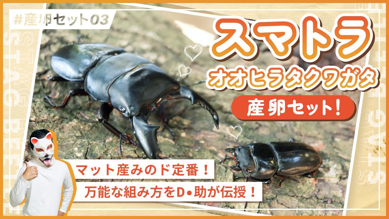 【失敗させません！】スマトラオオヒラタクワガタの産卵セットはこの方法で決まり！