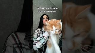 #коты #3600 #5600 #мемы #юмор #жиза