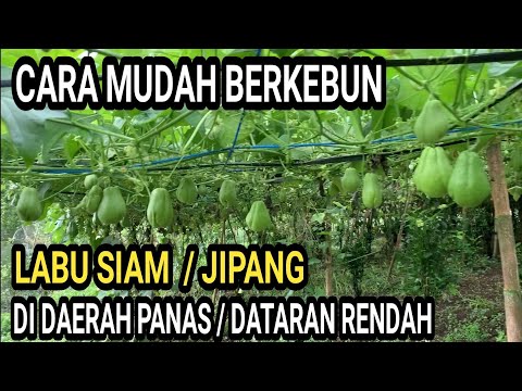 Video: Varietas Labu Musim Panas: Ada Berapa Jenis Labu Musim Panas