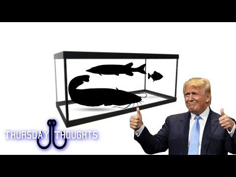 Video: How To Keep An Aquarium Fish Cockerel