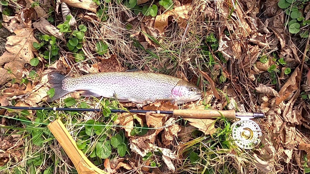 Fly Fishing -Big Horse Creek-Lansing, NC-April 8th, 2021- 40+ Day