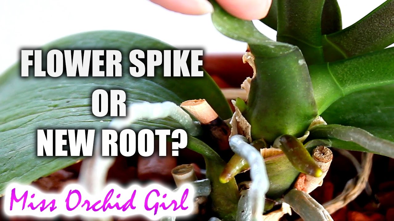 How To Tell An Orchid Flower Spike From A Root - Phalaenopsis