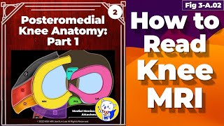 (Fig 3-A.02) Posteromedial Knee Anatomy: Part 1