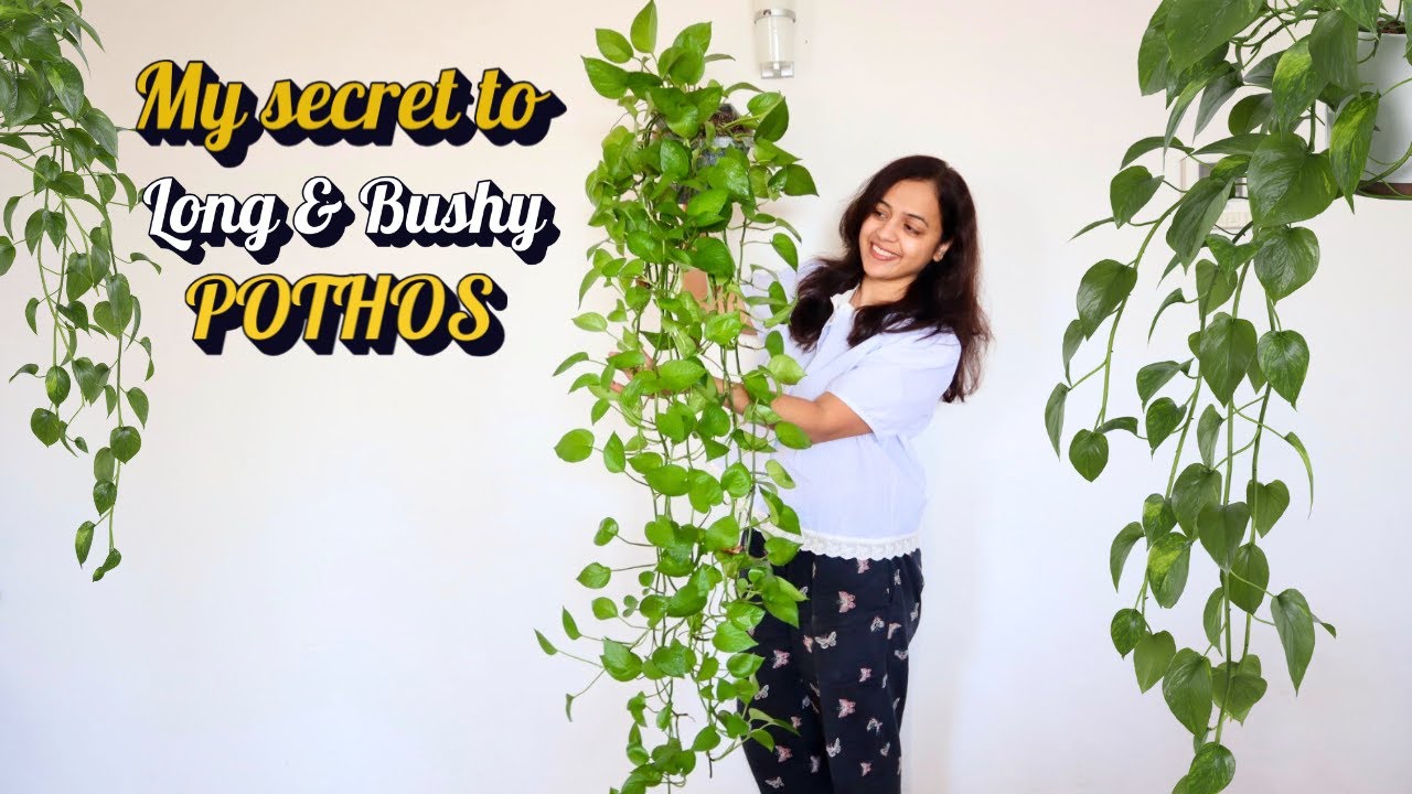 5 секретов выращивания пышного и длинного сциндапсуса | Мои проверенные приемы🪴