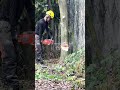 【住宅横伐採】 #アーボプラス #特殊伐採 #chainsaw #林業