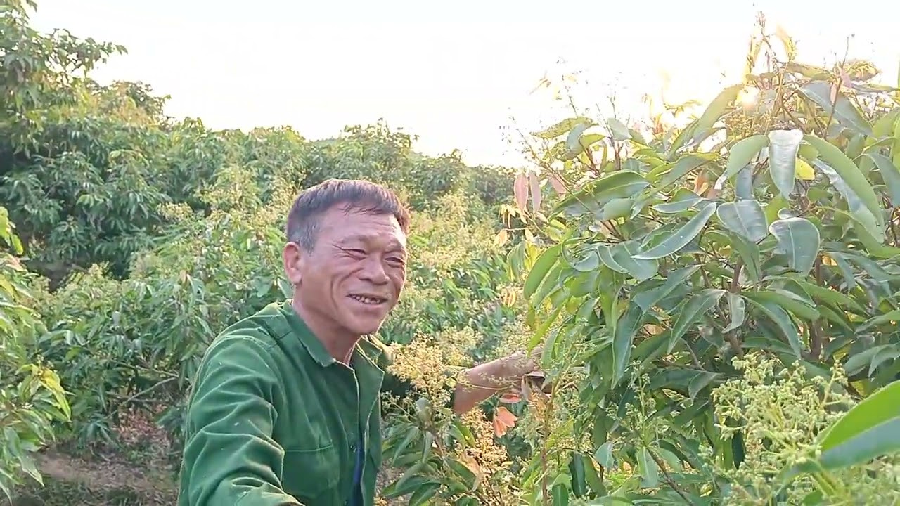 Thăm lại vườn vải nhà anh Lợi, hoa nở rất đẹp 