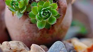10 Most Unique Plants in the World You Won't Believe Exist