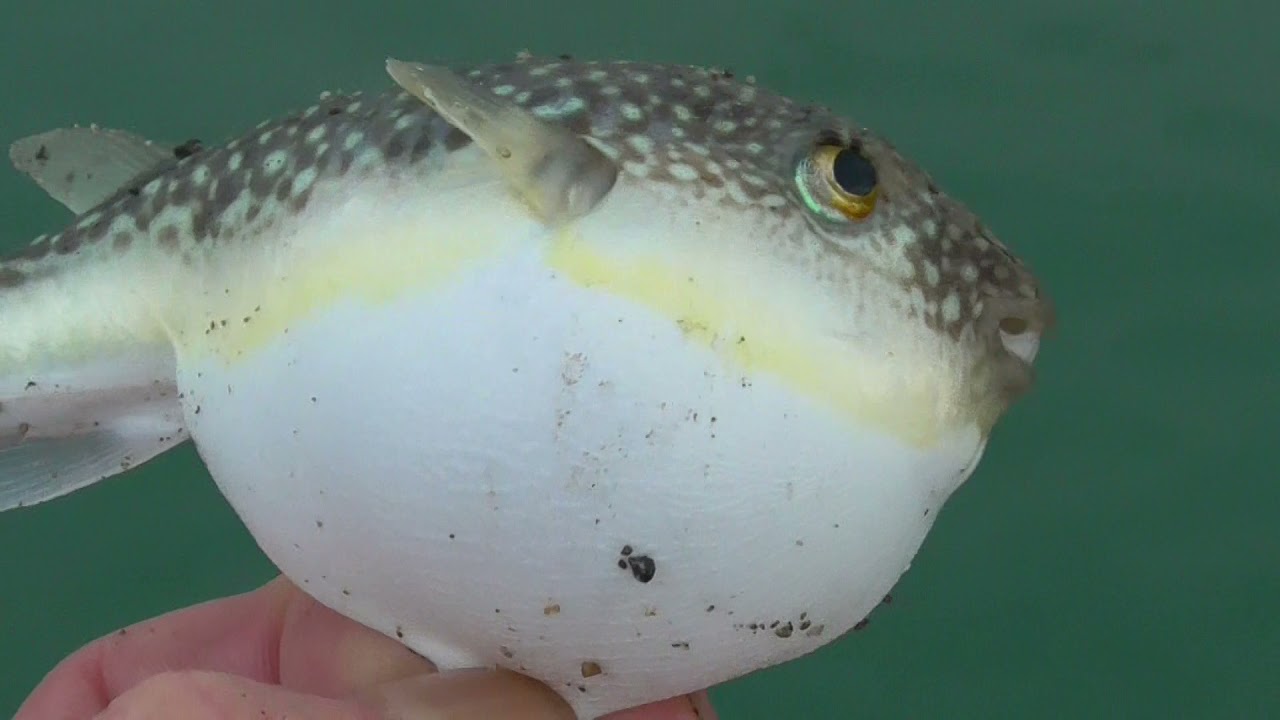 お腹をひねると 恐怖心からか興奮して 口から空気を入れて 丸くなるフグ それでも着水と同時に元に戻り 一瞬で姿を消すように 泳いで行きます