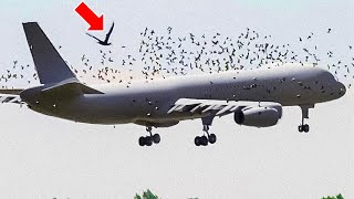 Birds Refuse To Leave Plane Alone – The Pilot Burst Into Tears When He Realizes Why! by Wonderbot Animals 6,734 views 2 months ago 9 minutes, 4 seconds